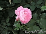 Mary Rose Mary Rose