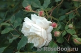 Crocus Rose® Crocus Rose®