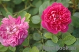Princess Anne Princess Anne