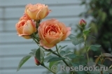 Lady of Shalott Lady of Shalott