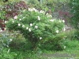 Ritausma Ritausma
