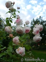 The Wedgwood Rose The Wedgwood Rose
