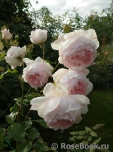 The Wedgwood Rose The Wedgwood Rose