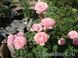 The Alnwick Rose The Alnwick Rose