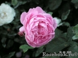 Mary Rose Mary Rose