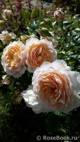 Ginger Syllabub Ginger Syllabub