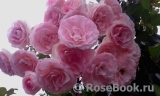 Mini Eden Rose Mini Eden Rose