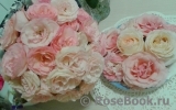 Mini Eden Rose Mini Eden Rose