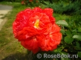 Coral Drift ® Coral Drift ®