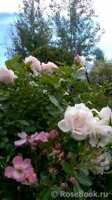 Aspirin Rose Aspirin Rose