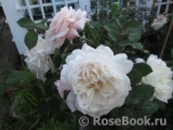 Crocus Rose® Crocus Rose®