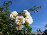 Weisse Wolke Weisse Wolke
