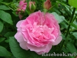 Mary Rose Mary Rose
