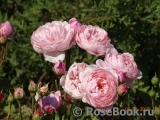 The Alnwick Rose The Alnwick Rose