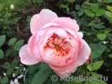 The Alnwick Rose The Alnwick Rose
