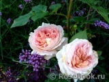 Abraham Darby Abraham Darby