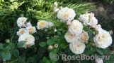 English Garden® English Garden®