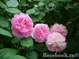 Mary Rose Mary Rose
