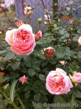 Abraham Darby Abraham Darby