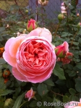 Abraham Darby Abraham Darby