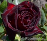 Black Baccara Black Baccara