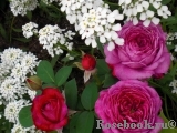 Heidi Klum Rose Heidi Klum Rose