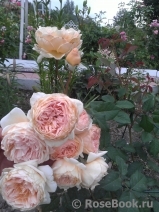 Crown Princess Margareta® Crown Princess Margareta®