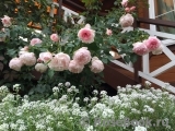 The Wedgwood Rose The Wedgwood Rose