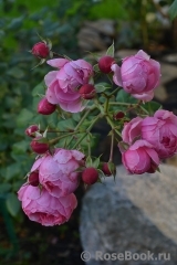 Pomponella Pomponella