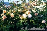 Crown Princess Margareta® Crown Princess Margareta®