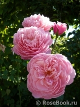 The Alnwick Rose The Alnwick Rose