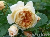 Crown Princess Margareta® Crown Princess Margareta®