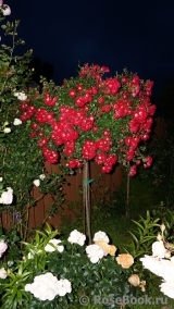 Rouge Meillandecor Rouge Meillandecor