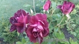 Burgundy Ice Burgundy Ice