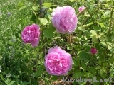 Mary Rose Mary Rose