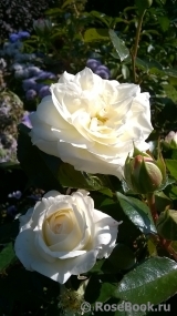 Alabaster Alabaster