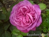 Heidi Klum Rose Heidi Klum Rose