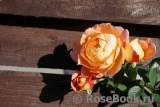 Lady of Shalott Lady of Shalott