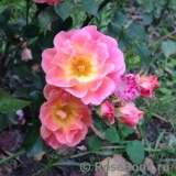 Peach Drift ® Peach Drift ®