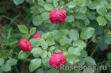 Pomponella Pomponella