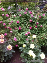 Zephirine Drouhin Zephirine Drouhin