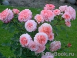 Augusta Luise Augusta Luise