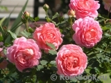 Jubilee Celebration® Jubilee Celebration®