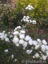 White Morsdag White Morsdag