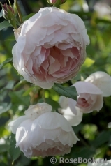 The Wedgwood Rose The Wedgwood Rose