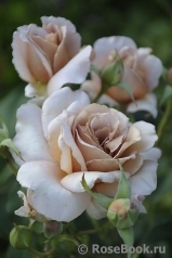 Julia's Rose Julia's Rose