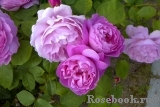 Mary Rose Mary Rose
