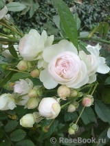 Eulalia Berridge Eulalia Berridge