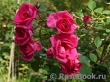 Morning Jewel  