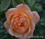 Lady of Shalott Lady of Shalott